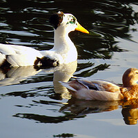 Buy canvas prints of Swiming Ducks  by Ian Pettman