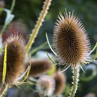 Buy canvas prints of Prickly Prickly by Gordon Pearce