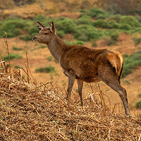 Buy canvas prints of Hind Deer by ALBA PHOTOGRAPHY
