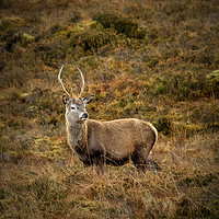 Buy canvas prints of Red Deer Stag. by ALBA PHOTOGRAPHY