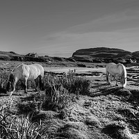 Buy canvas prints of Highland Ponies on The Isle of Muck. by ALBA PHOTOGRAPHY