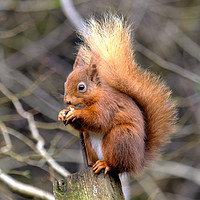 Buy canvas prints of The Red Squirrel by ALBA PHOTOGRAPHY