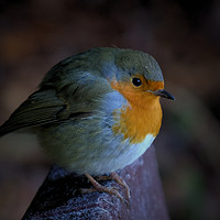 Buy canvas prints of The Robin Red Breast by ALBA PHOTOGRAPHY