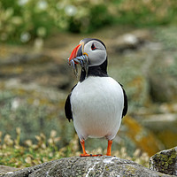 Buy canvas prints of The Atlantic Puffin by ALBA PHOTOGRAPHY