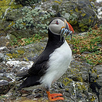 Buy canvas prints of The Atlantic Puffin by ALBA PHOTOGRAPHY