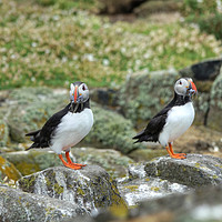 Buy canvas prints of The Atlantic Puffins by ALBA PHOTOGRAPHY
