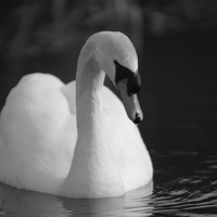 Buy canvas prints of Peaceful Swan by Rob Seales