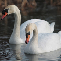 Buy canvas prints of Two Swans swimming by Rob Seales