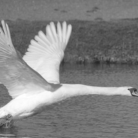 Buy canvas prints of Ready for Take Off by Rob Seales