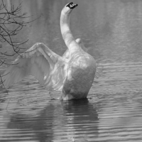 Buy canvas prints of Swan Stretching by Rob Seales