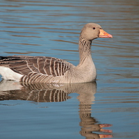 Buy canvas prints of Reflecting Goose by Rob Seales