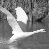 Buy canvas prints of Swan Flight by Rob Seales