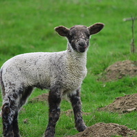 Buy canvas prints of Little Lamb by Rob Seales