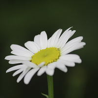 Buy canvas prints of Large Daisy by Rob Seales