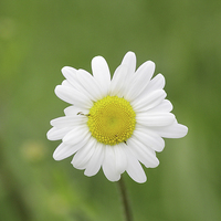 Buy canvas prints of Giant Daisy by Rob Seales