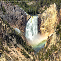 Buy canvas prints of Lower Falls of the Yellowstone River by Stephen Stookey