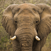 Buy canvas prints of  Elephant Watching by Stephen Stookey