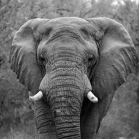 Buy canvas prints of  Elephant Eyes by Stephen Stookey