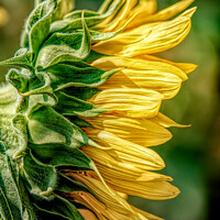 Buy canvas prints of Sunflower Profile by Stephen Stookey