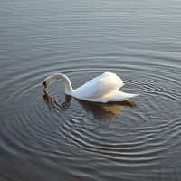 Buy canvas prints of Swan on the River by Michael Ross