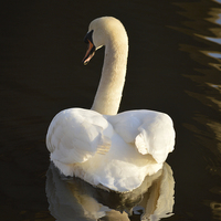 Buy canvas prints of Swan Reflection by Michael Ross