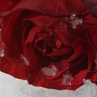Buy canvas prints of Snowy Rose by Rebecca Hansen