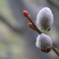 Buy canvas prints of Pussy Willow by Rebecca Hansen