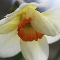 Buy canvas prints of Shy Daffodil by Rebecca Hansen