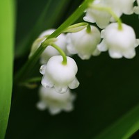 Buy canvas prints of Lily of the Valley by Rebecca Hansen