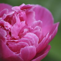 Buy canvas prints of Blooming Peony by Rebecca Hansen