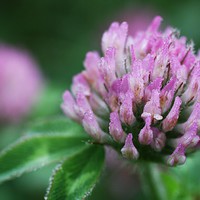 Buy canvas prints of Dew Covered Red Clover by Rebecca Hansen