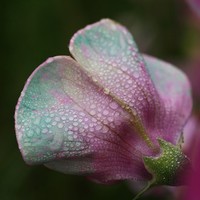 Buy canvas prints of Fading Sweet Pea by Rebecca Hansen