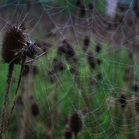 Buy canvas prints of Webs and Teasel by Rebecca Hansen