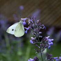 Buy canvas prints of White Cabbage Butterfly by Rebecca Hansen