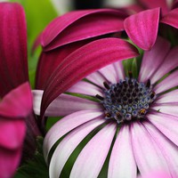 Buy canvas prints of  Purple and Pink Osteospermum by Rebecca Hansen