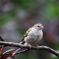 Buy canvas prints of Chipping Sparrow by Rebecca Hansen
