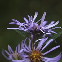 Buy canvas prints of  Late Purple Aster by Rebecca Hansen