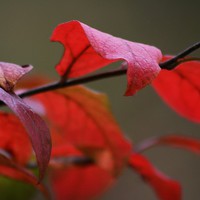 Buy canvas prints of  Autumn Red by Rebecca Hansen