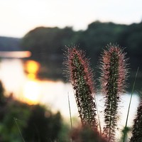 Buy canvas prints of  Decorative Grass by Rebecca Hansen