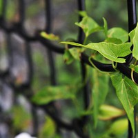Buy canvas prints of  Morning Glory Leaves on Fence by Rebecca Hansen