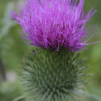Buy canvas prints of  Thistle by Rebecca Hansen