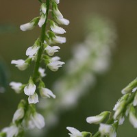 Buy canvas prints of  White Sweet Clover by Rebecca Hansen