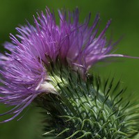 Buy canvas prints of  Thistle and Webs by Rebecca Hansen