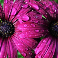 Buy canvas prints of  Drop-covered Osteospermum  by Rebecca Hansen