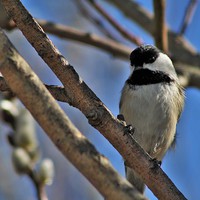 Buy canvas prints of  Chickadee in a Willow. by Rebecca Hansen