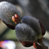 Buy canvas prints of  Pussy Willow Catkins by Rebecca Hansen