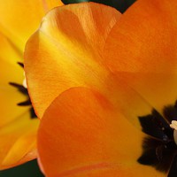 Buy canvas prints of  Tulip Glory by Rebecca Hansen