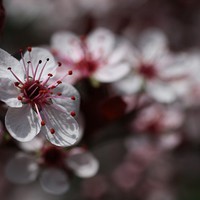 Buy canvas prints of  Purple Plum Tree by Rebecca Hansen