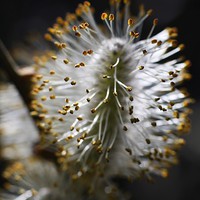 Buy canvas prints of  Blossoming Pussy Willow by Rebecca Hansen