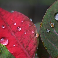Buy canvas prints of  Raindrops on Poinsettia Leaves by Rebecca Hansen